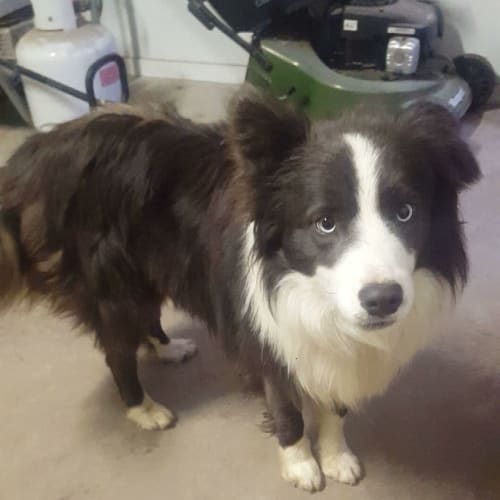 Blayze .. Blue Border Collie extraordinaire