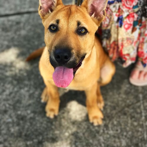 Penny 
