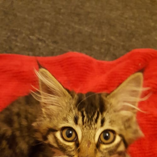 Fluffy **2nd Chance Cat Rescue**
