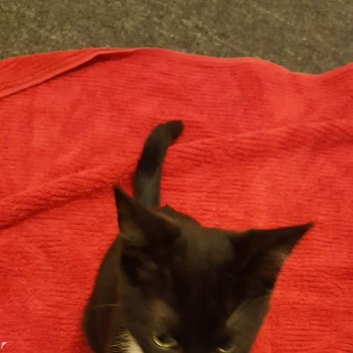 Johnny Mitchell **2nd Chance Cat Rescue**