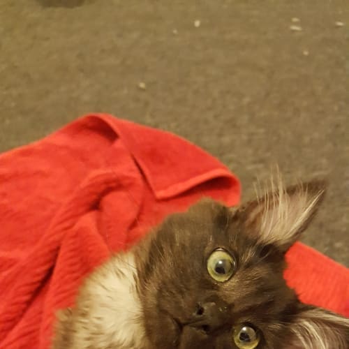 Meadow **2nd Chance Cat Rescue**