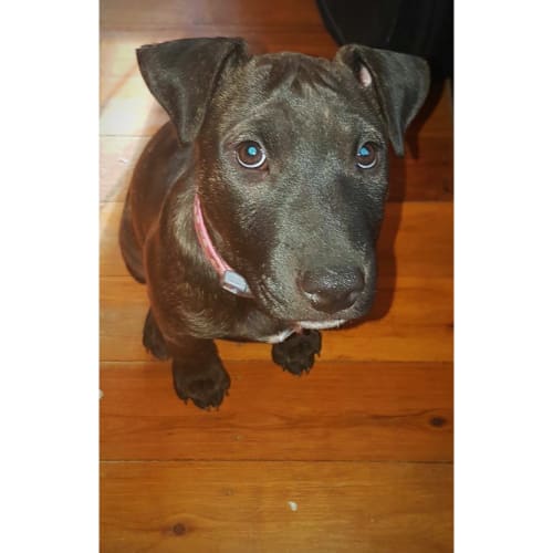 Marlie *•adopt me•*