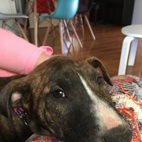 Pippa *•adopt me•*