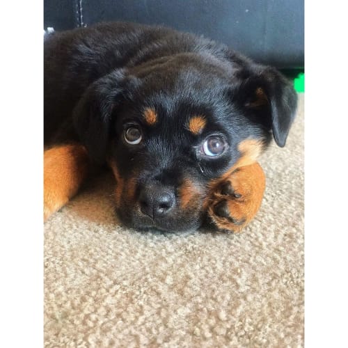 Leila *•adopt me•*