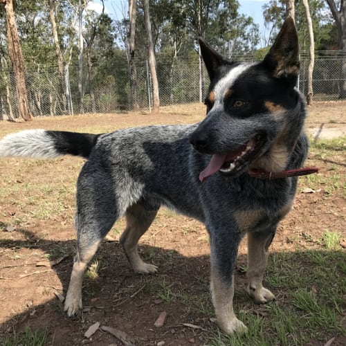 Bluey