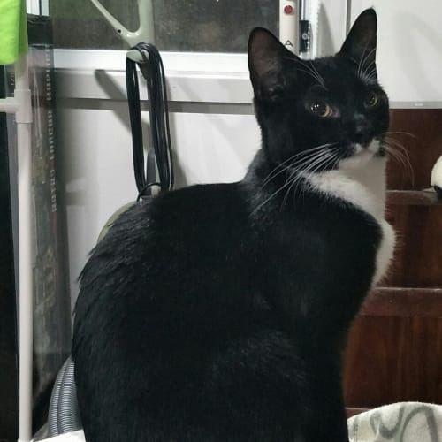 Sammie 