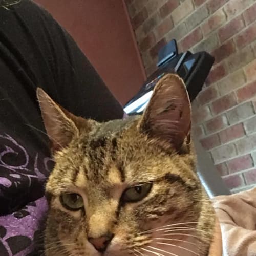Alice the wonderful girl cat