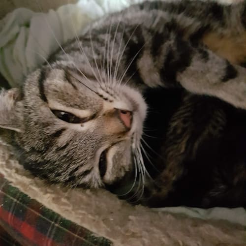 Angel- Mother cat/ Queen