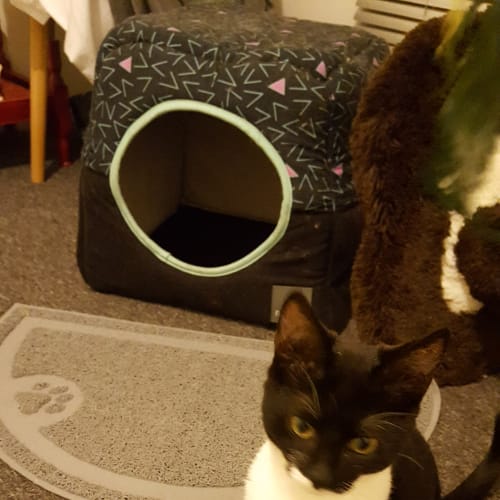 Rhett **2nd Chance Cat Rescue**