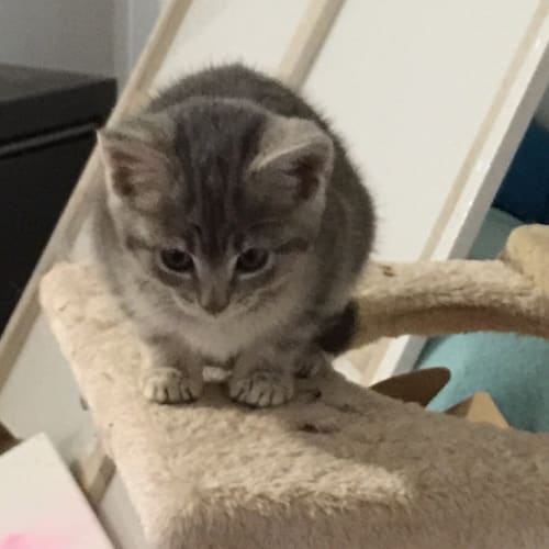 Pixie