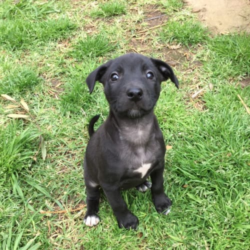 Kelpie x pups