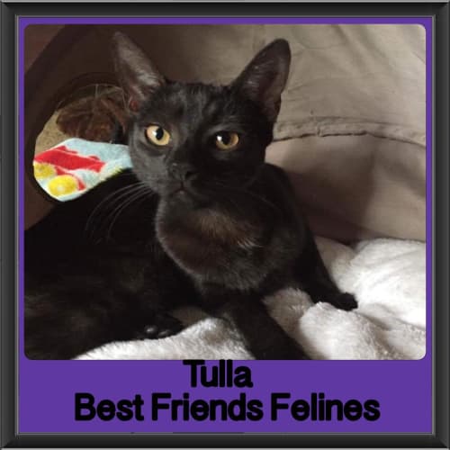 Tulla