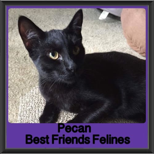 Pecan