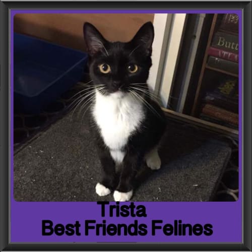 Trista