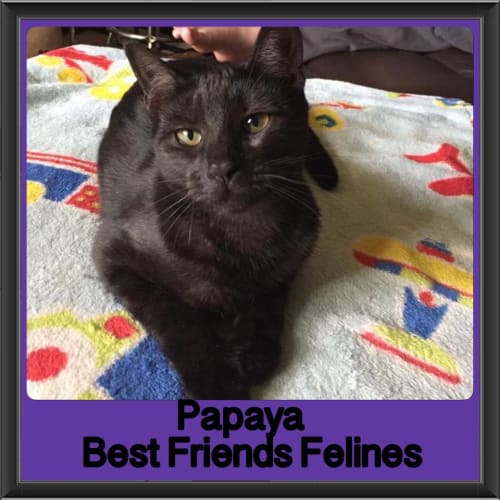 Papaya