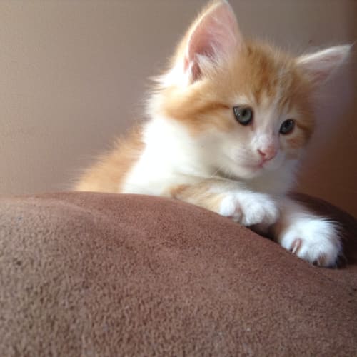 Arlo