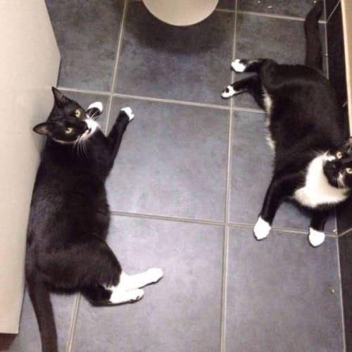 Atticus and Tobias