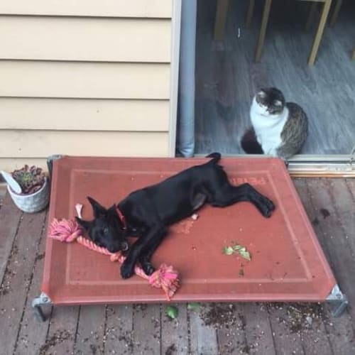 Ebony... is learning to tolerate the cat!!!