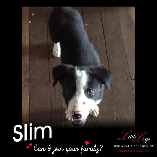 Slim (Dusty)