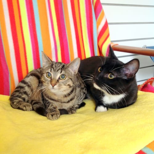Daryl & Pippa