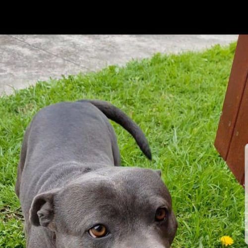 Nala (Assisted rehome)
