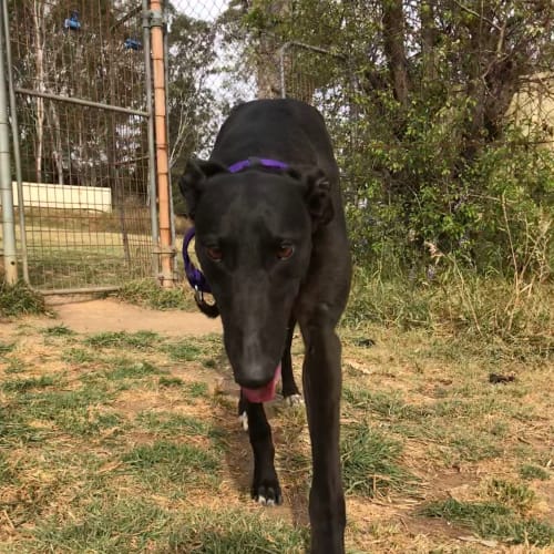 Milly (On Trial 15 Oct)