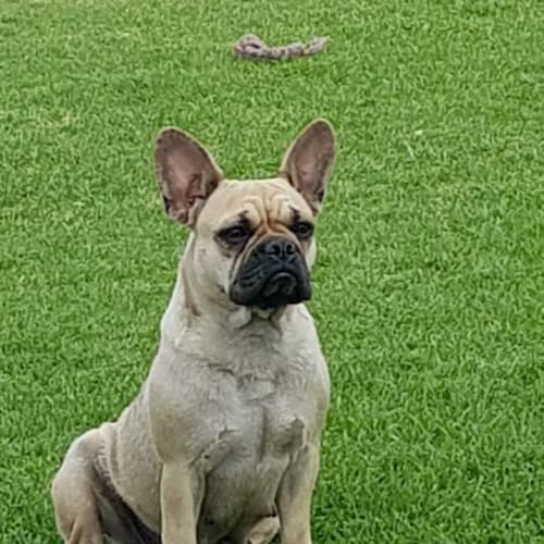 Zoe