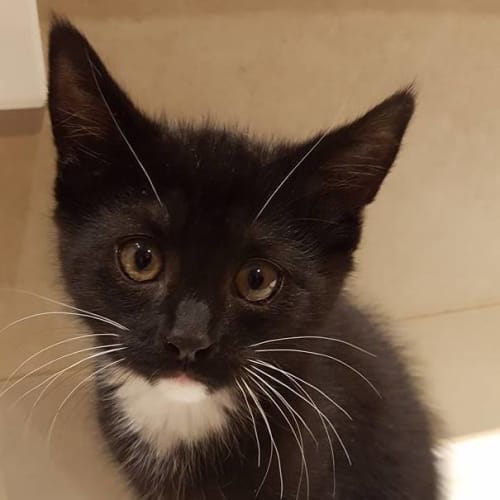 Hugh Hefner **2nd Chance Cat Rescue**