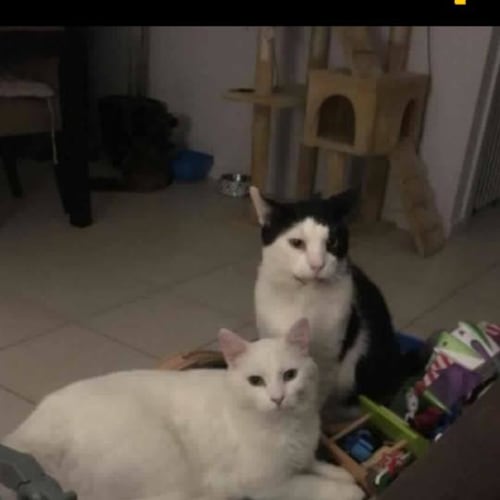 Hugo & Milky