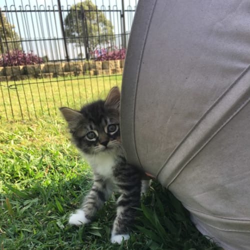 Narla