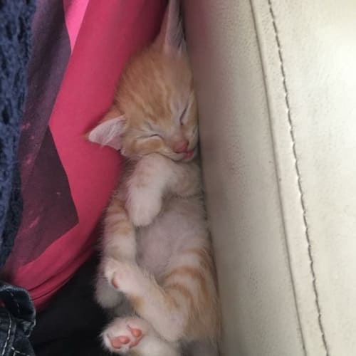 Ginger 