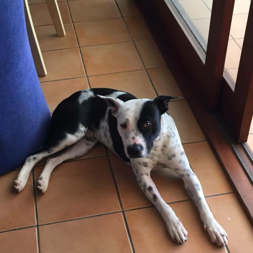 Domino