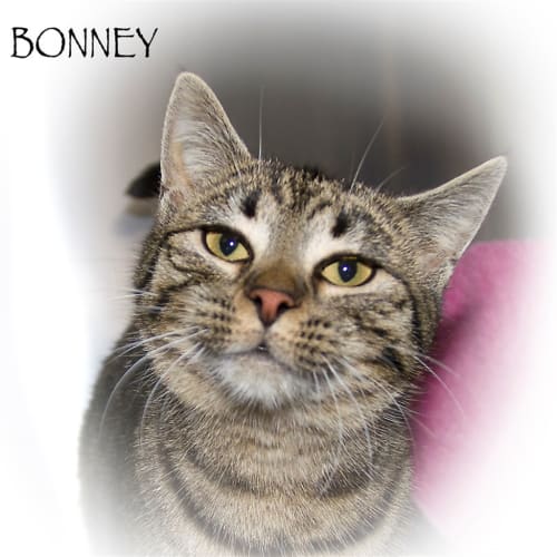 Bonney
