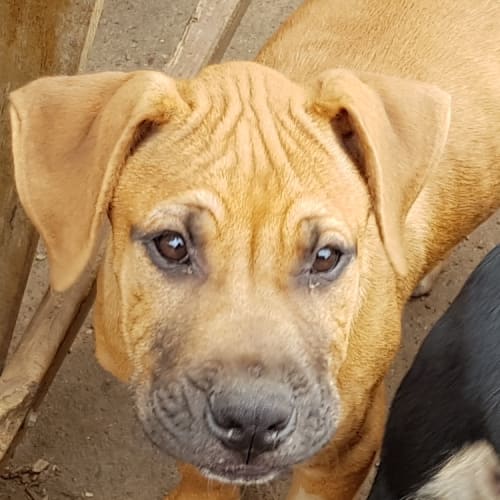 Winnie