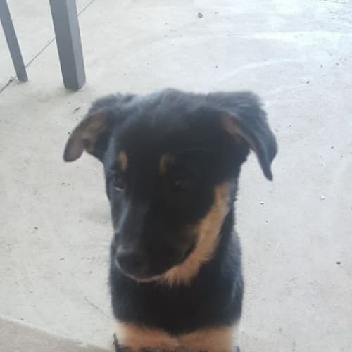 Jax 