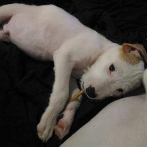 James ~ Wolfhound x Staffy (on trial 4/11/2017)