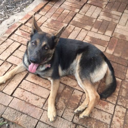 Sage