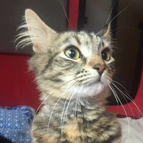 Piper