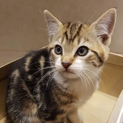 Wiggles **2nd Chance Cat Rescue**