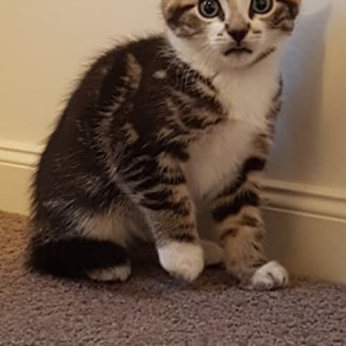 Tabitha **2nd Chance Cat Rescue**