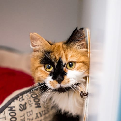 Puss