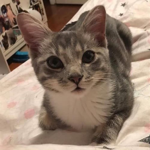 Kitkat