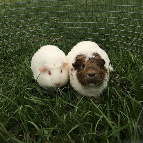 Harper and Riley (female and desexed male)