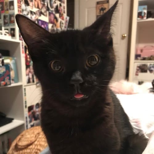 Jo Jo