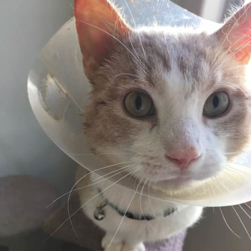 OJ     (Cav17-129)  *I'm Free to adopt!*