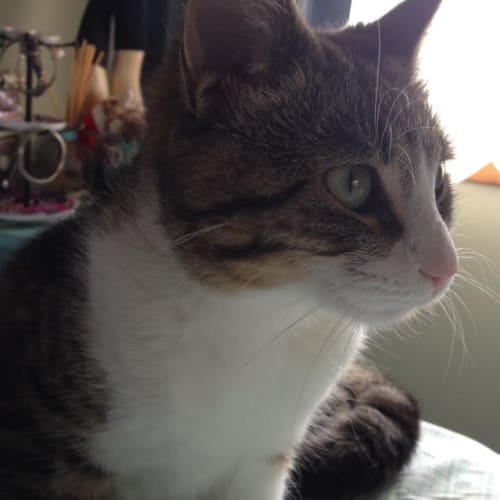 Briony **2nd Chance Cat Rescue**