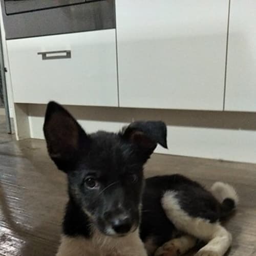 Shilo 