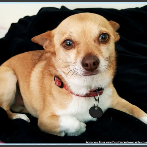 Socks ~ Chihuahua x (on trial 21/10/17)