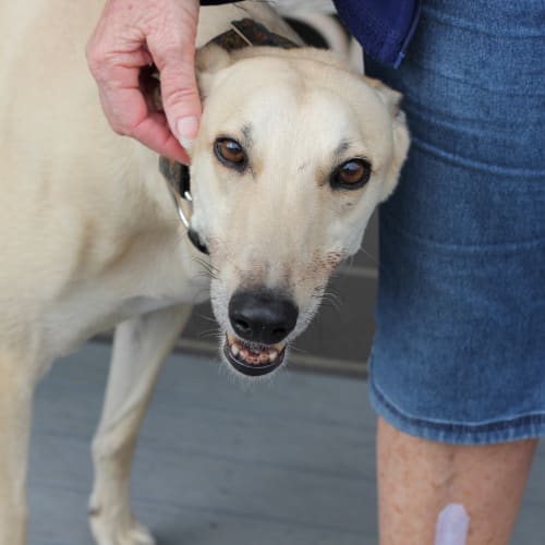 “Flash”, Third Time Lucky.  Brisbane / Gold Coast