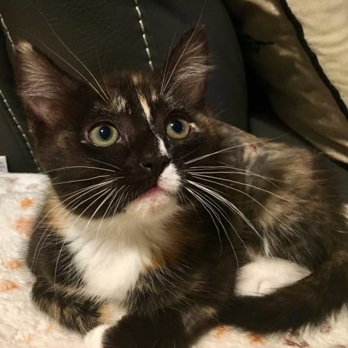 Sprinkles the sweetheart 